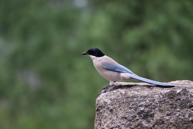 magpie-5856412.jpg