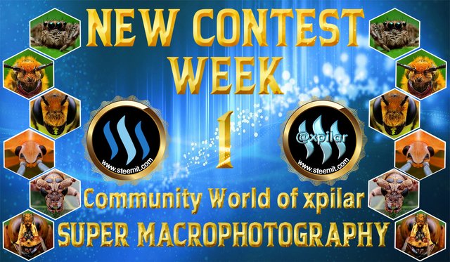 Contest Super Macro.jpg