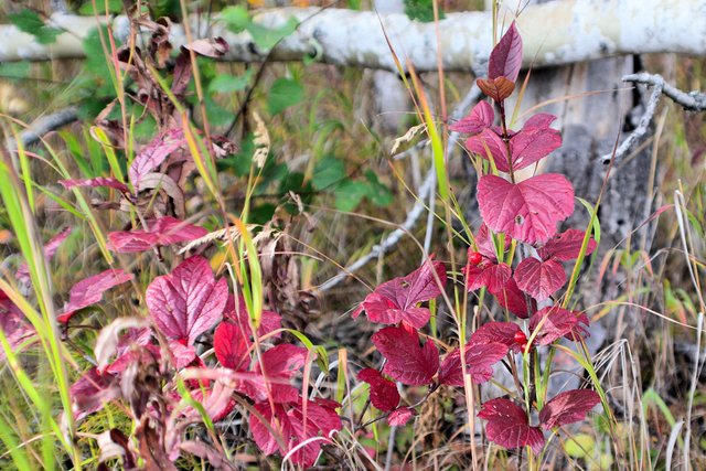 DSC_8217 highbush cranberry 2.jpg