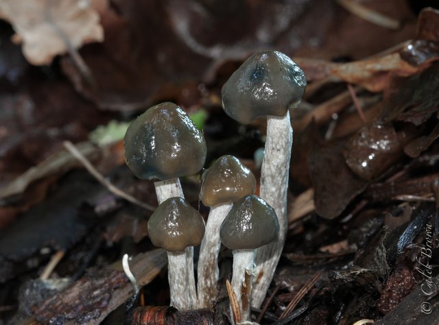 Psilocybe_baeocystis_Singer_&_A.H._Sm_373850.jpg