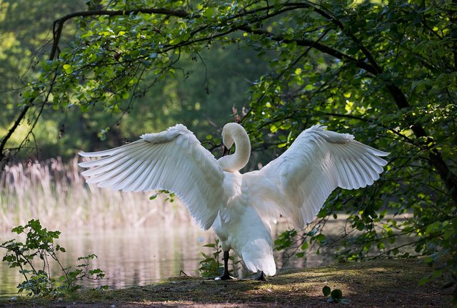 white-swan-341327_1280.jpg