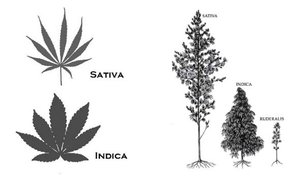 substance-cannabis-market-indica-vs-sativa-appearance.jpg