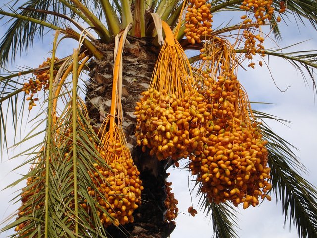 date-palm-223247_1280.jpg