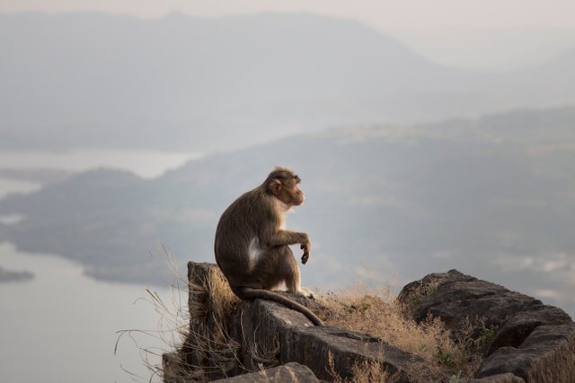 Indian Monkey on a mountain.jpg