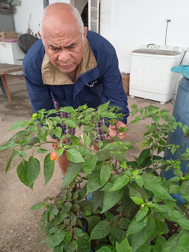 Contemplando la planta de aji 4.jpg