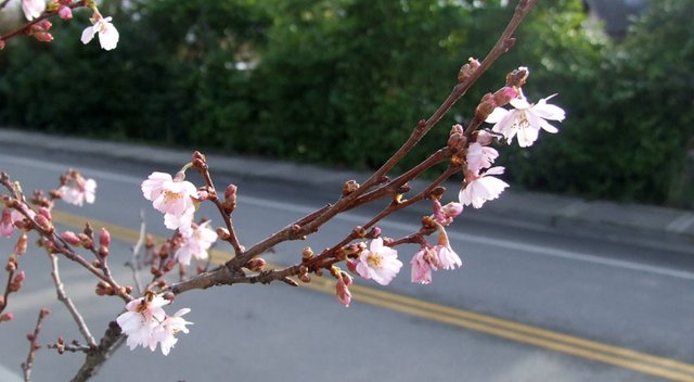 303-New-CherryBlossom-140811a.jpg