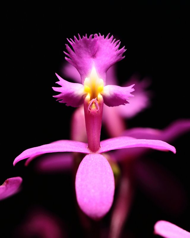 2020.06.15_Epidendrum pink_00000001.JPG