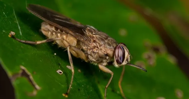 Weirdest-Animal_-Tsetse-Fly-1024x535.png