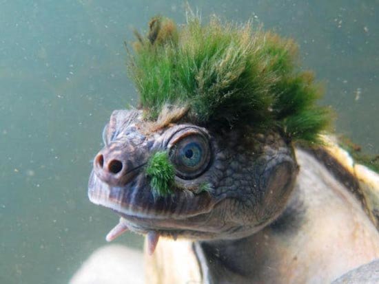 Mary-River-Turtle.jpg