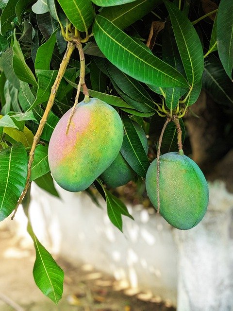 mango-4487220_640.jpg