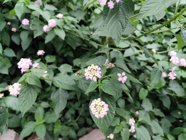 IMG_20250518_171626.jpg