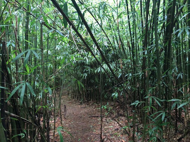 Judd trail bamboo.jpg