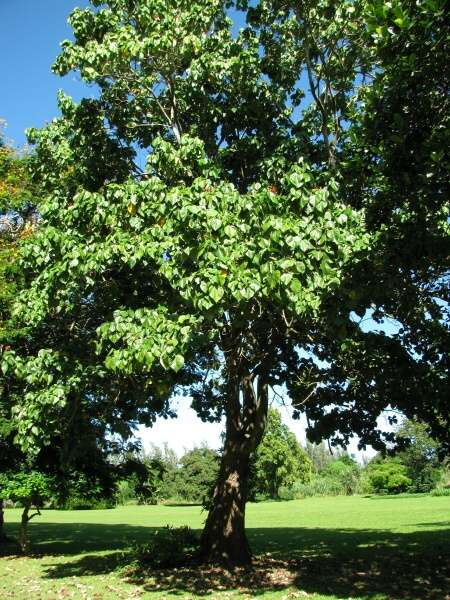 Jamaica National Tree Flower | Best Flower Site