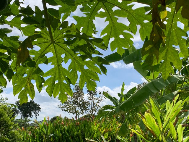 garden107.jpg