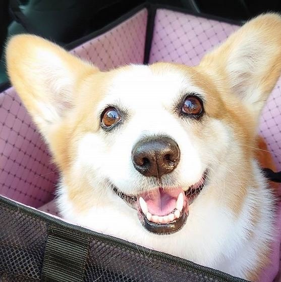 corgi.JPG