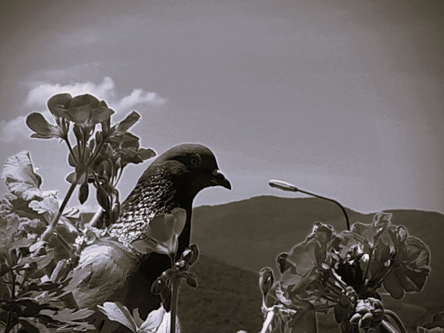20180526_113252.jpg