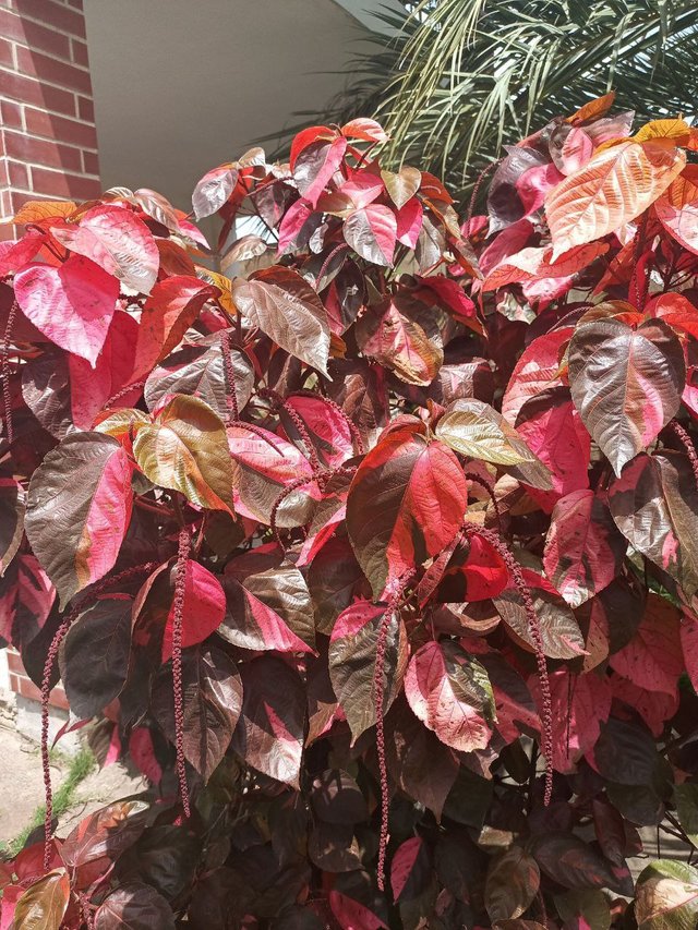 Acalypha wilkesiana.jpg