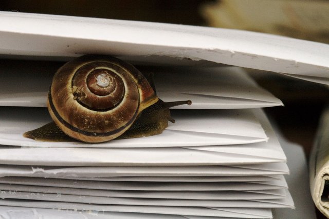 snail-mail_3465384787_o.jpg