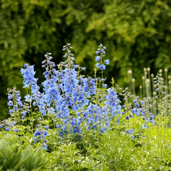 delphinium_blue_sensation_pdeb_600x.webp