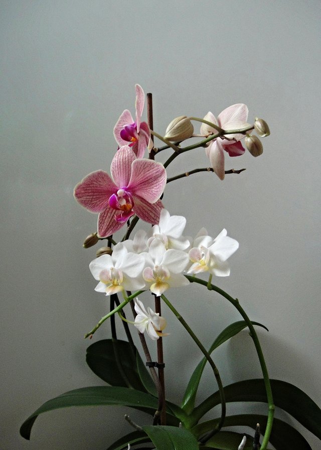 орхидея роз и бел.jpg