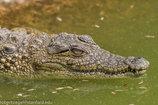 0T1A5708 nile crocodile - etosha 08-12-2018 Canon EOS 7D Mark II.jpg