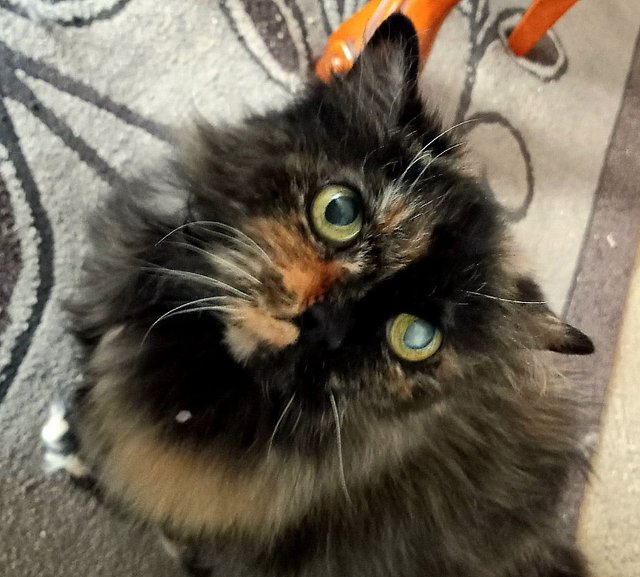 000-Smudge.jpg