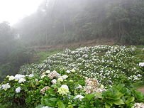 203px-Colonia_Tovar_Flores.jpg