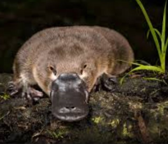 PLATYPUS 4.jpg