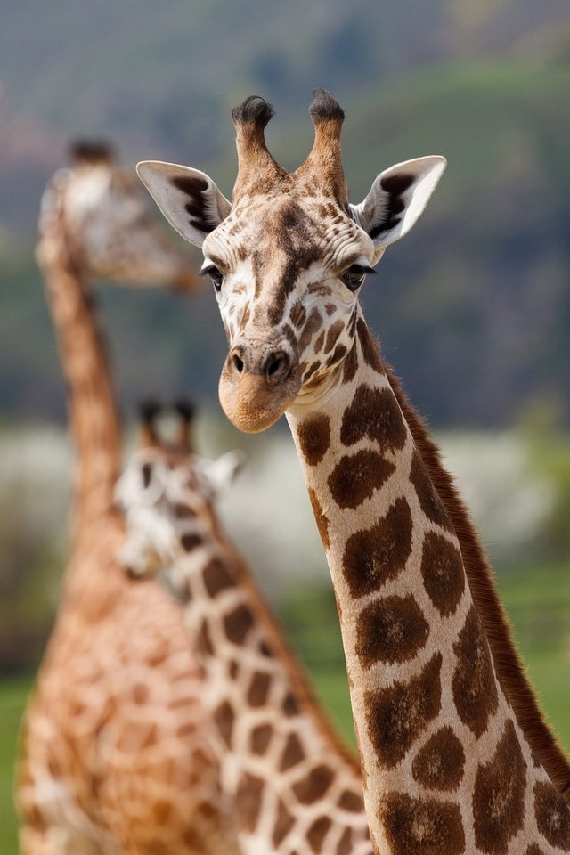 giraffe-165200_1280.jpg