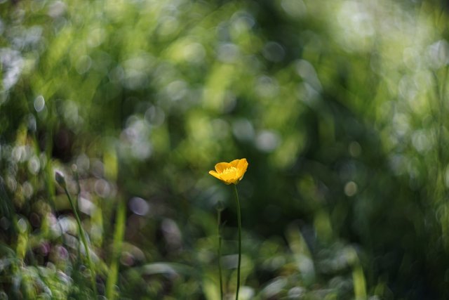 buttercup bokeh 2.jpg