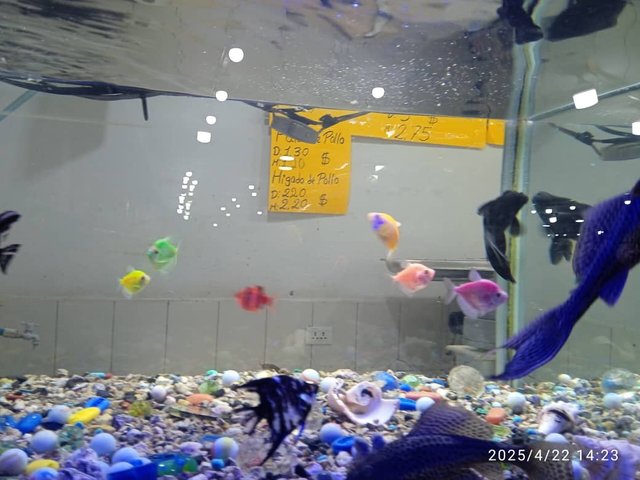 IMG-20250422-WA0026.jpg