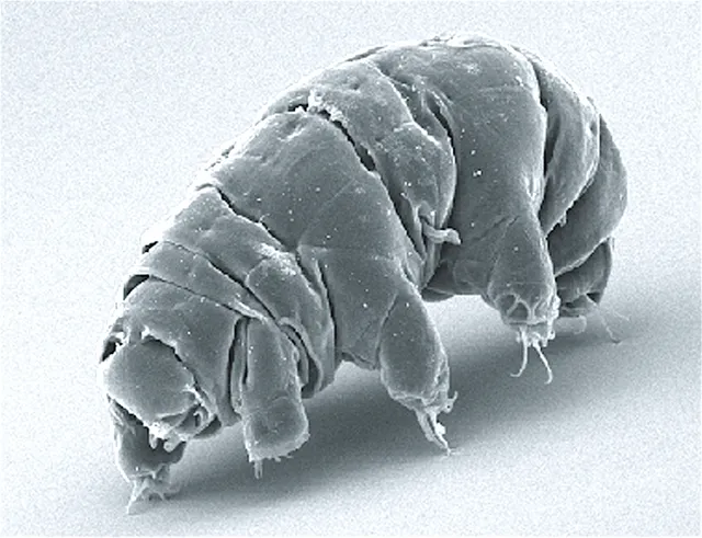 Weirdest-Animal-Tardigrade-1024x785.png