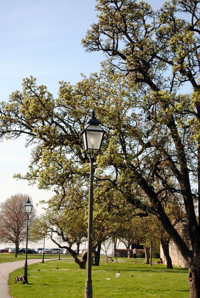 lanterns-and-trees_5716231643_o (FILEminimizer).jpg