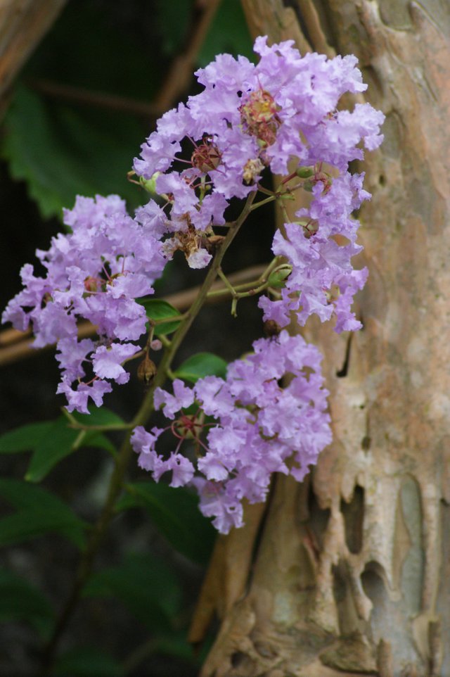 DSC04113 Lila des indes Lagerstroemia indica .JPG