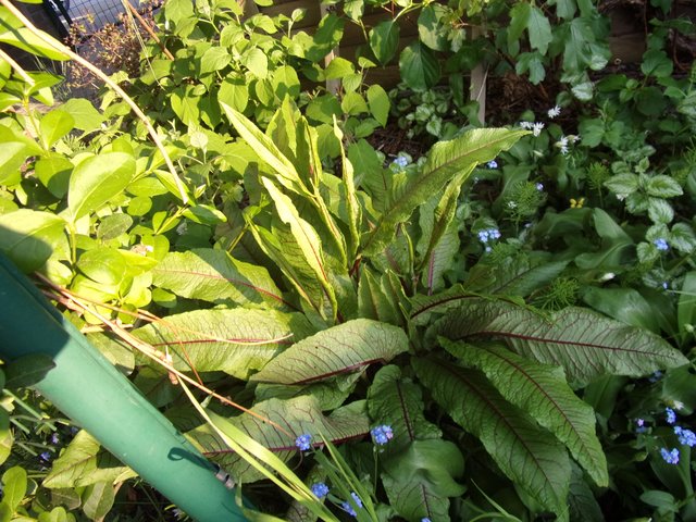 100_2590.JPG