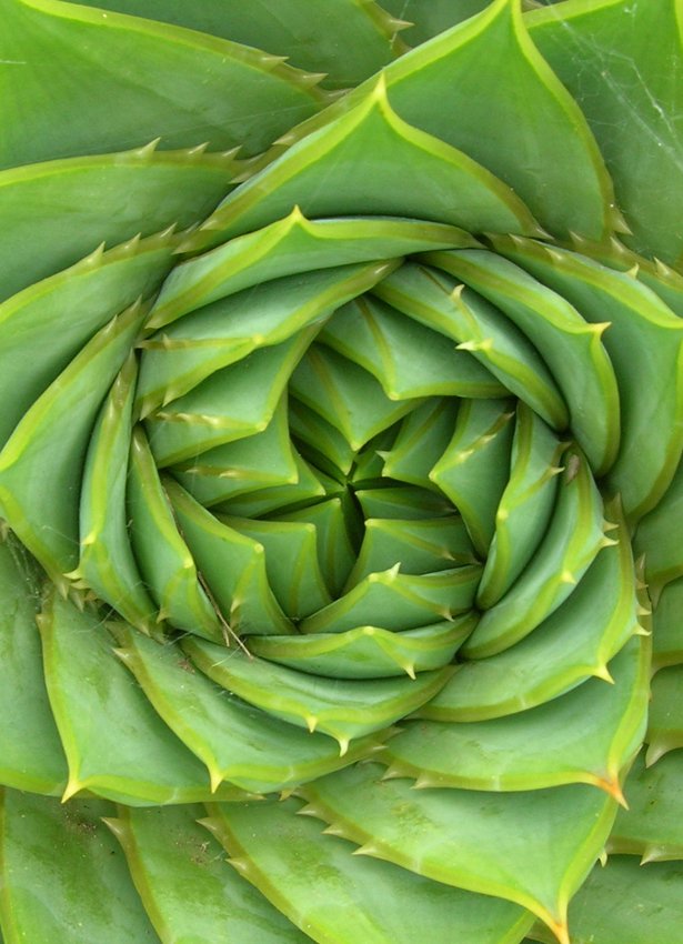 aloe_polyphylla_attribute_j_brew (1).jpg