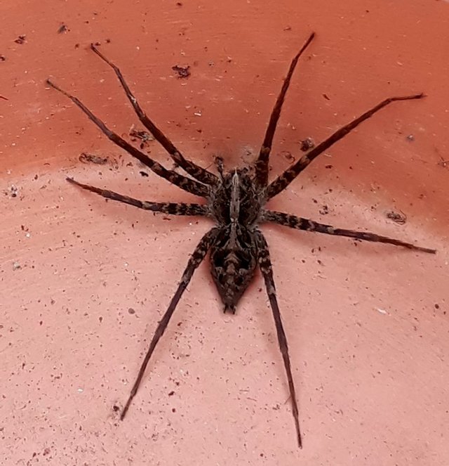 nursery web spider.jpg