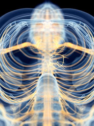 shutterstock_vagus_nerve.jpg