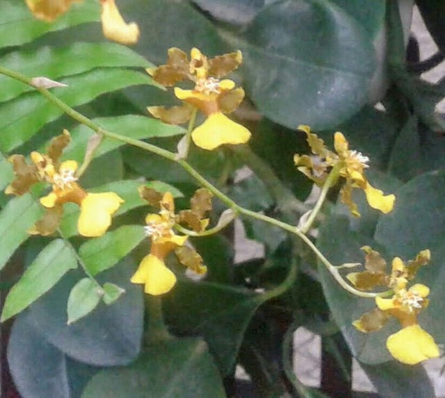 Mini orquídeas amarillas — Steemit