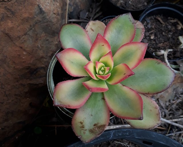 aeonium.jpg