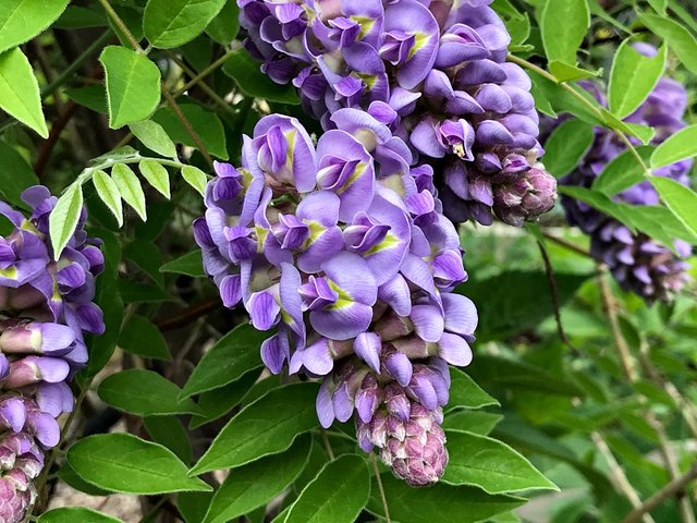 wisteria.jpg