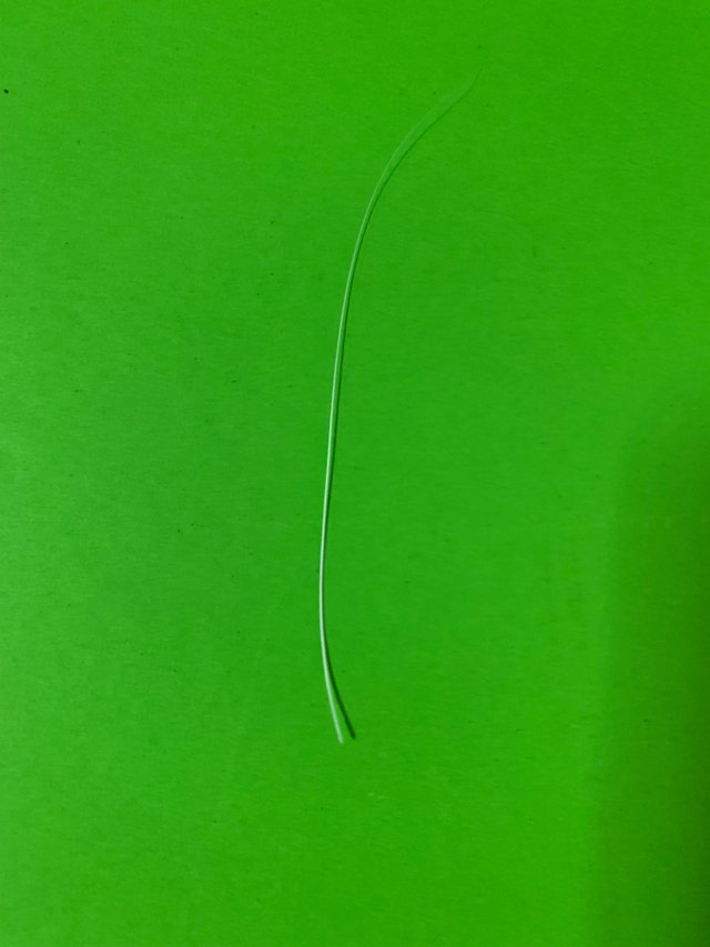 Cat whisker.jpg