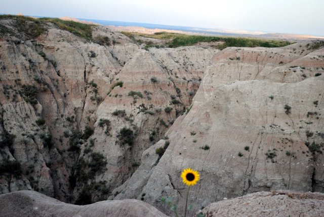 Badlands Sunflower.JPG