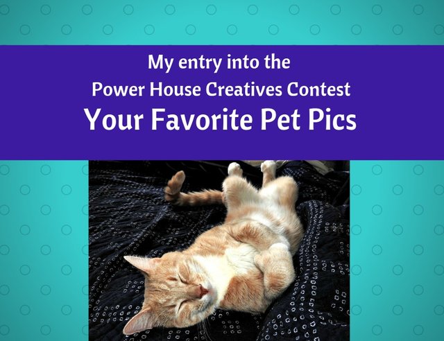 PowerHouseCreatives Contest -Fave Pet Pics blog thumbnail.jpg