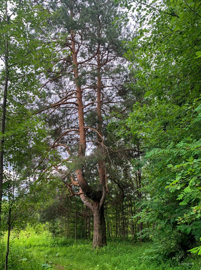 2025-07-06 08-36-20.jpg