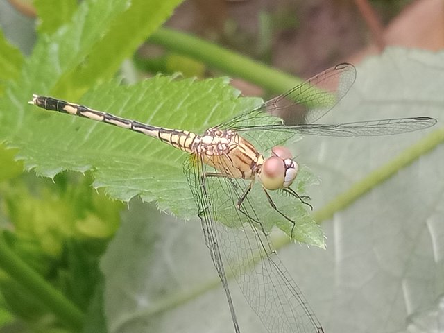 IMG20250715071741.jpg