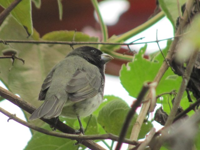 Sporophila nigricollis-Espiguero Capuchino.JPG