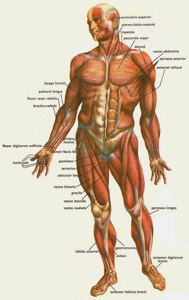 muscles_human_body_front.jpg