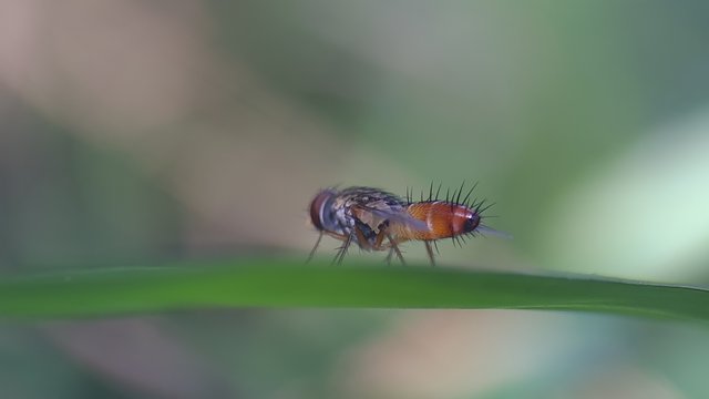 探寻亚齐森林的野生昆虫，分享我的发现和看法-豁天游|活田酉 一个专门分享有趣的信息，激发人们的求知欲。