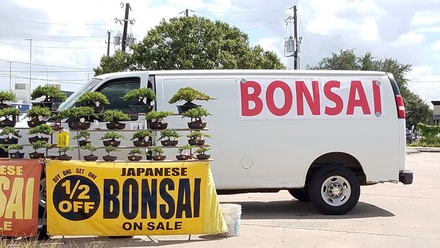 steemit-enternamehere-dallas-discount-bonsai-tree-van-parking.jpg